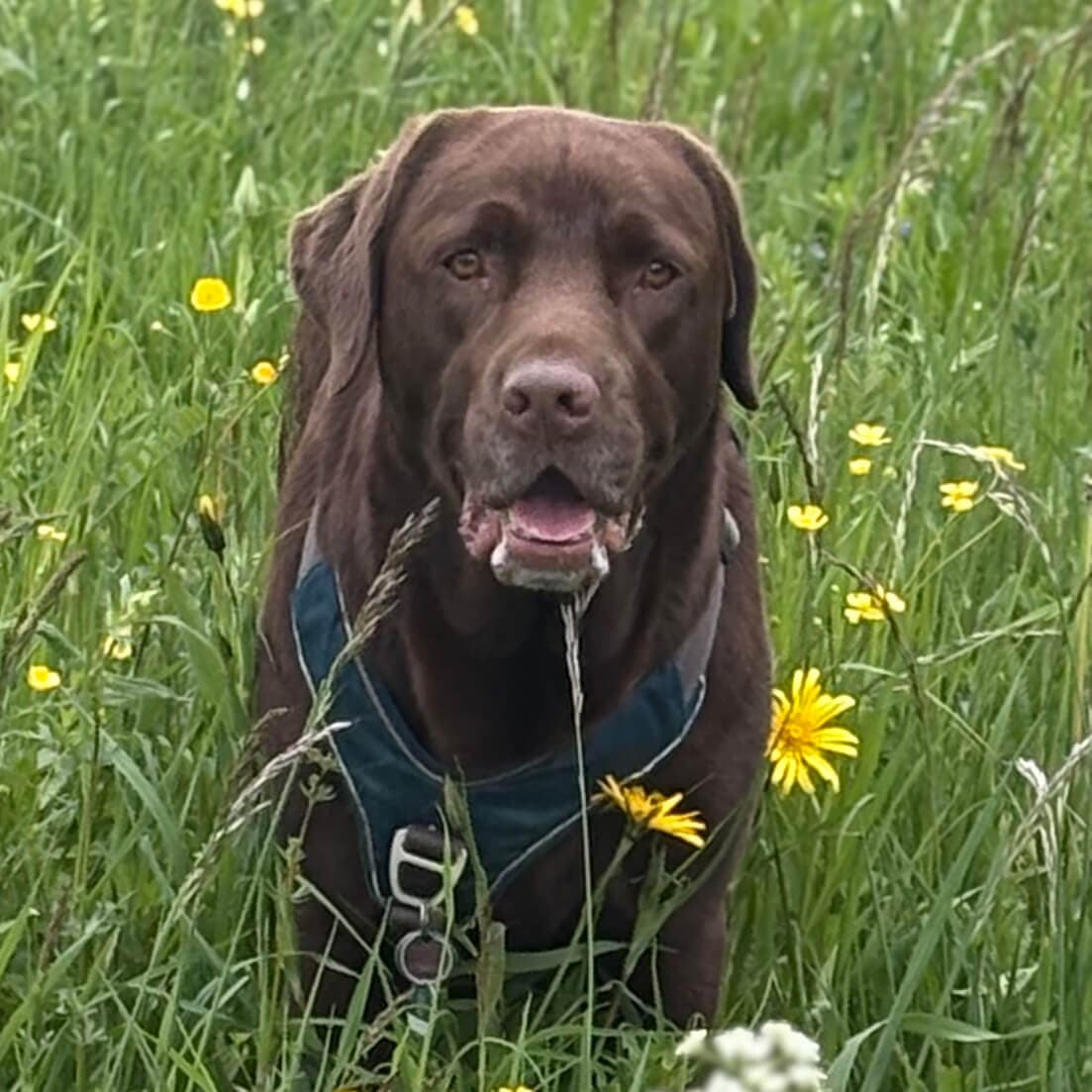 Benny