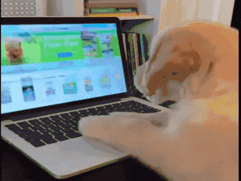Labrador tippt auf einem Laptop – Buchhaltung mit Humor